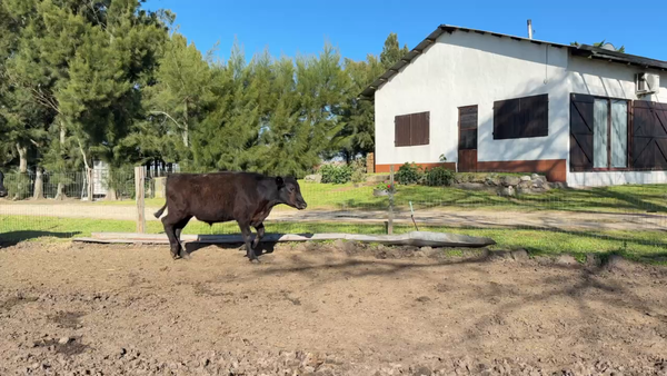 Lote NOVILLOS 1 a 2 AÑOS