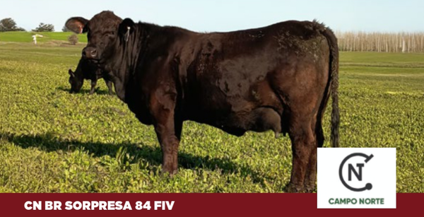Lote 5 EMBRIONES
