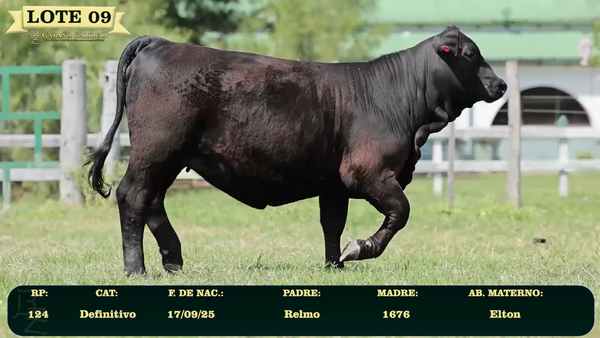 Lote LOTE 9