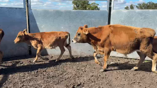 Lote TERNEROS