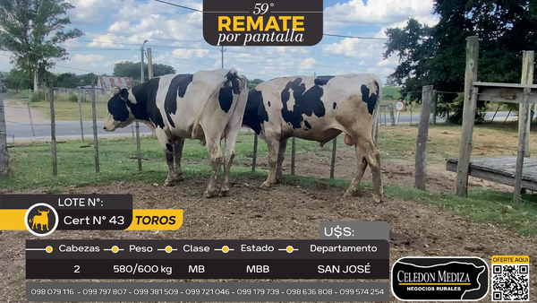 Lote 3 Toros en San José , San José