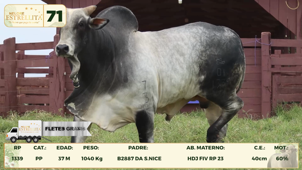 Lote LOTE 71