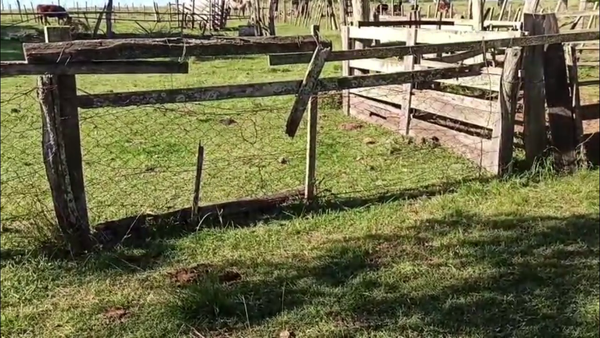 Lote TERNEROS Y TERNERAS