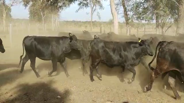 Lote 34 Vacas nuevas Preñadas en Monte Quemado, Santiago del Estero