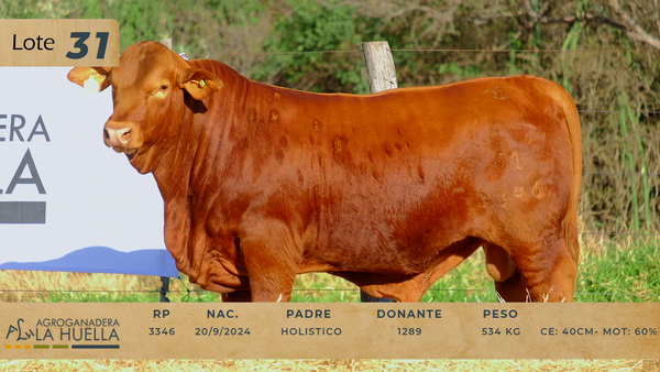 Lote LOTE 31