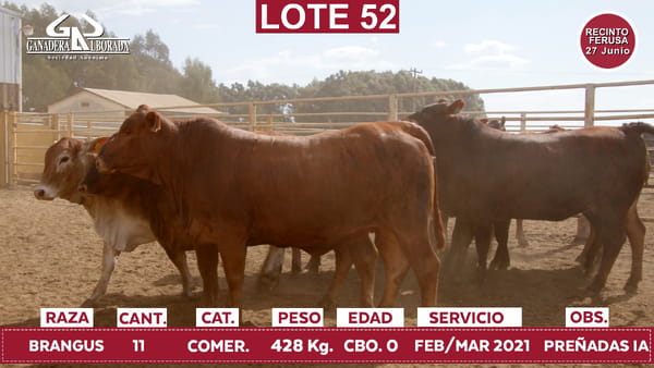 Lote Reproductores de Alborada - Lote 52
