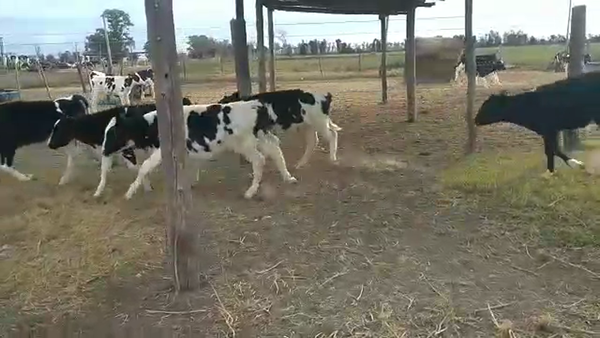 Lote 31 Terneros en Col. Raquel, Santa Fe