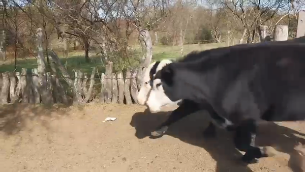 Lote 50 Vacas de invernar en Entre Ríos, Villaguay