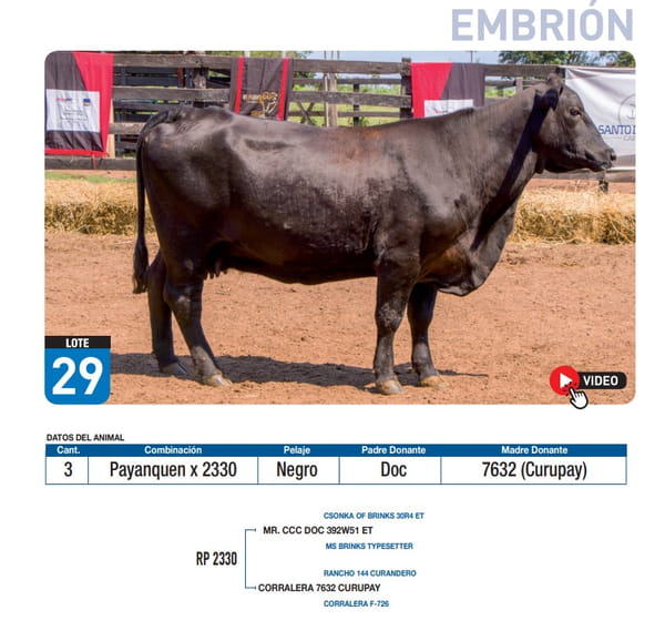 Lote Payanquen x 2330
