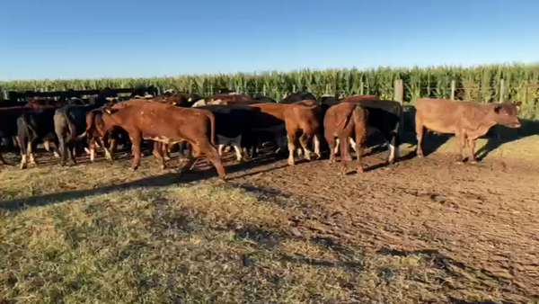 Lote 35 Novillos Braford y sus cruzas en Las Varillas, Córdoba
