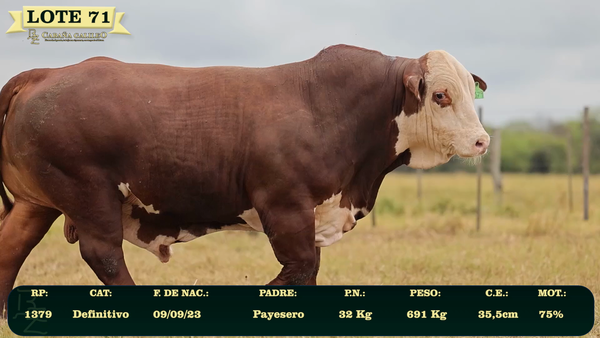Lote LOTE 71