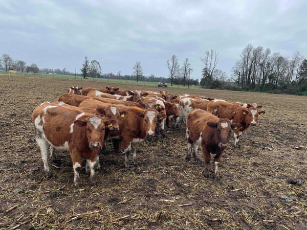 Lote 25 Vaquilla Engorda en X Región Los Lagos, Puerto Varas