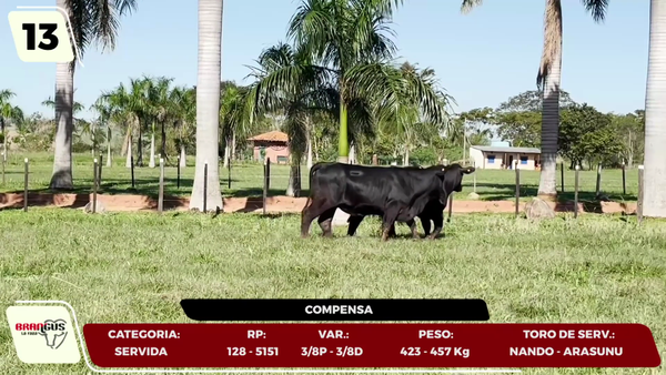 Lote LOTE 13- EN VIVO