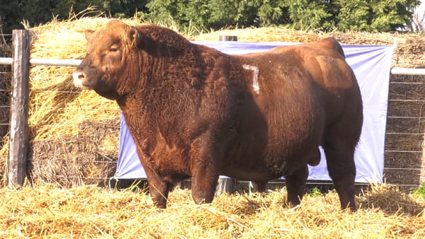 7 -  40348C — TOROS ANGUS PURO CONTROLADO