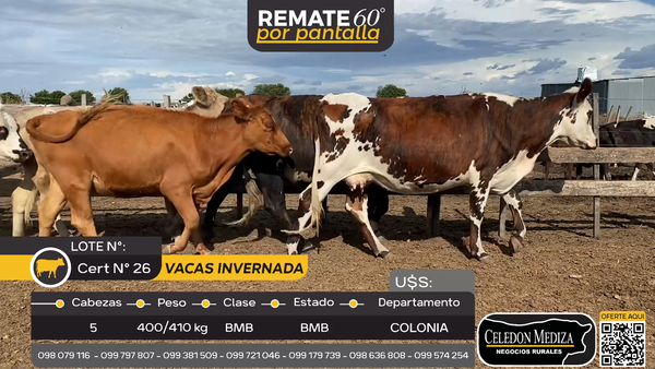 Lote 5 Vaca en Nueva Helvecia, Colonia