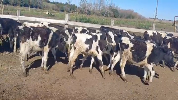 Lote (Vendido)20 Terneros Holando HOLANDO 125kg -  en COLONIA AMERICA