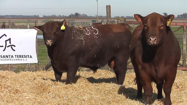 Lote Toros PC Colorado