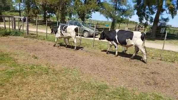 Lote 2 Toros HOLANDO 400kg - , San José