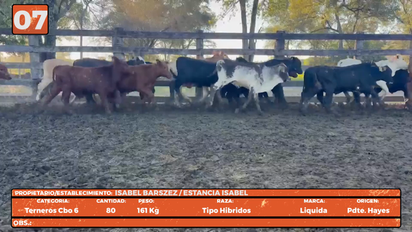 Lote LOTE 7
