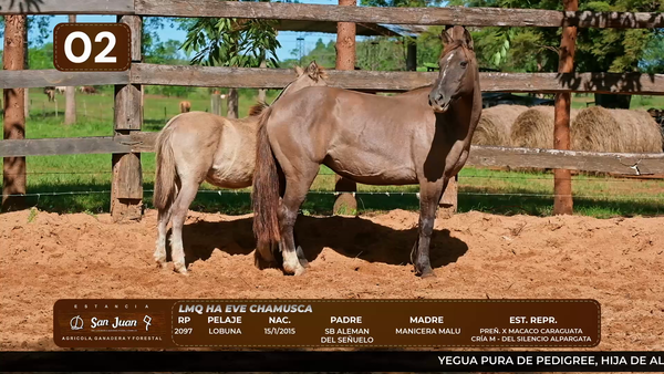 Lote LOTE 2