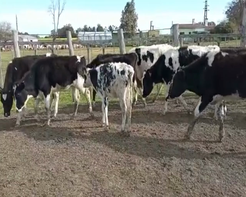 Lote (Vendido)11 Terneros holando 220kg -  en Colonia Italia