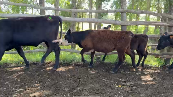 Lote TERNEROS Y TERNERAS