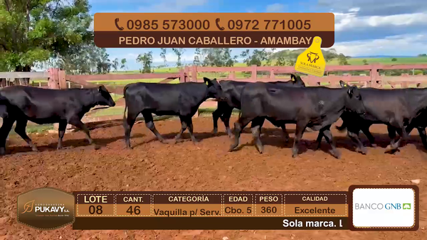 Lote Vaquillas para servicio