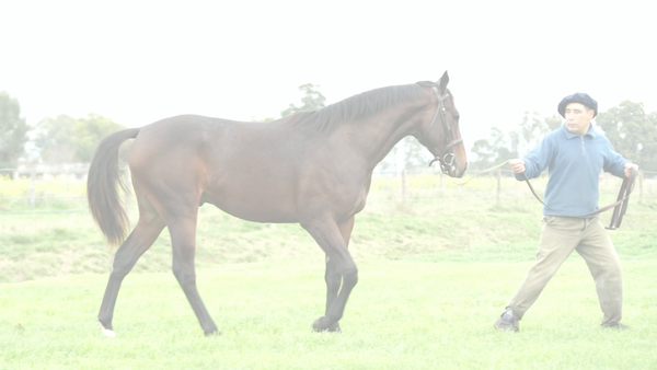 Lote COPADO POTRILLO (EQUAL TALENT - BRUJA DE BLAIR)