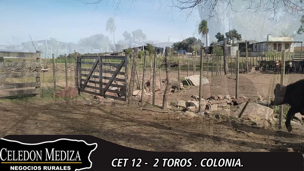 Lote 2 Toros en Colonia