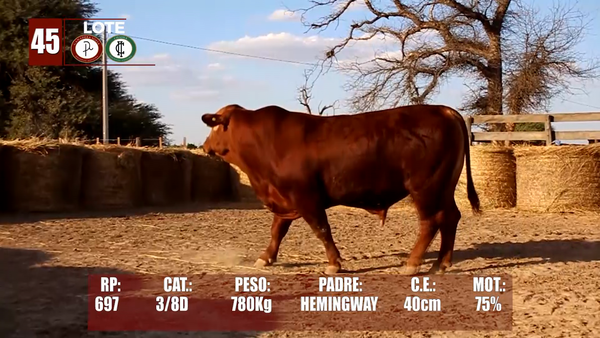 Lote Lote 45