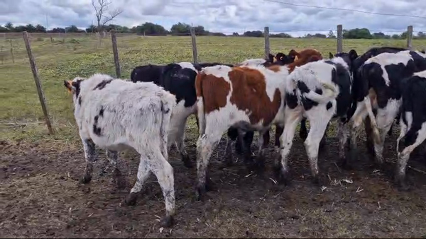 Lote 20 Terneros Holando en Ruta 23 Km 17