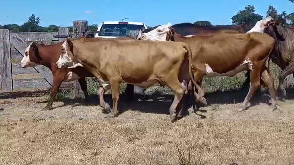 Lote 35 Vacas de invernar