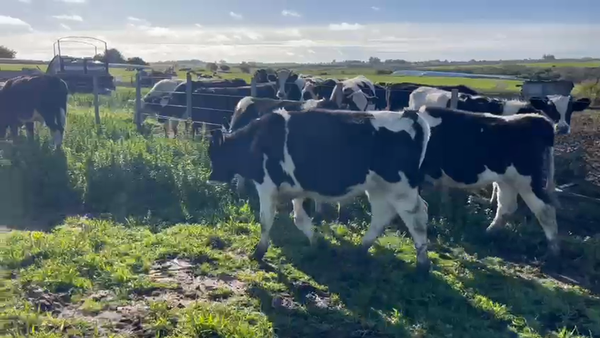 Lote 5 Novillos en Pavon