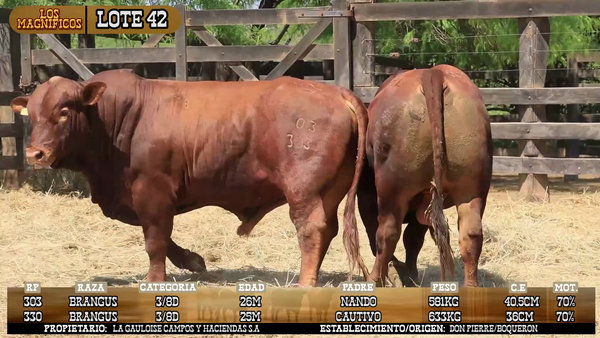 Lote LOTE 42