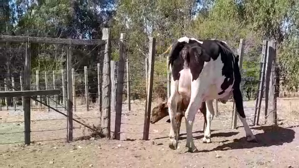 Lote (Vendido)Vaquillonas Lecheras HOLANDO en MAL ABRIGO