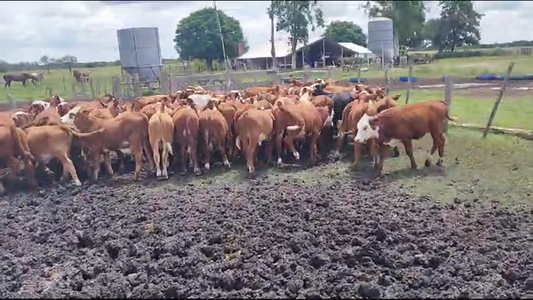 Lote 70 Terneros/as en Chajarí, Entre Ríos