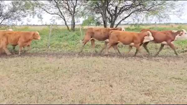 Lote 200 Terneras en Pirané, Formosa