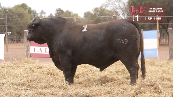 1149 — BRANGUS NEGRO 3 AÑOS
