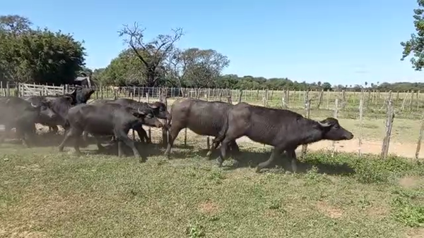 Lote 40 BUBILLAS PARA SERVICIO