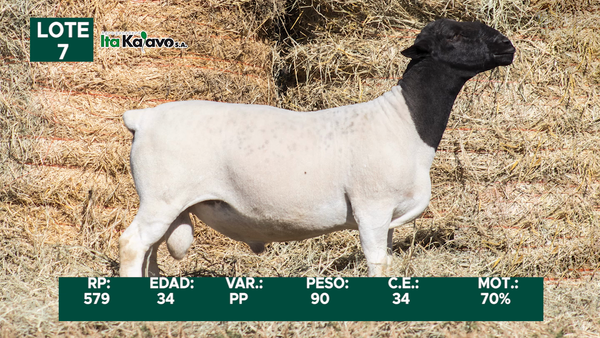 Lote LOTE 7