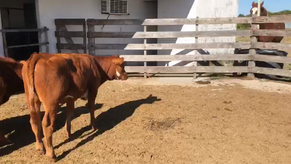 Lote 8 Terneros y Terneras Angus,  Normando y Cruza (5H,  3M) 160kg -  en Camino del Careton