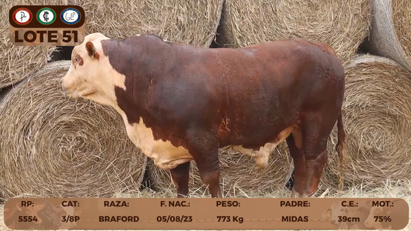 Lote LOTE 51