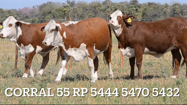 Lote CORRAL 55- CABAÑA LAS MERCEDES