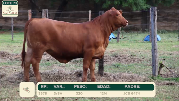 Lote LOTE 73