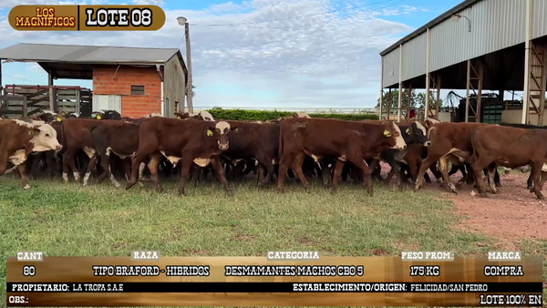 Lote LOTE 8