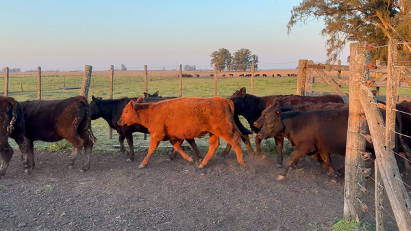 Lote 38 Terneras en 9 de Julio