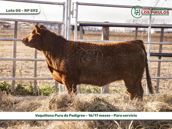 Lote VAQUILLONAS PURAS DE PEDIGREE