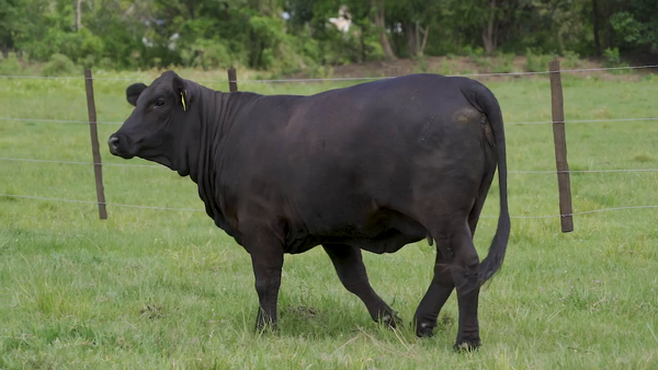 Lote VAQUILLA BRANGUS