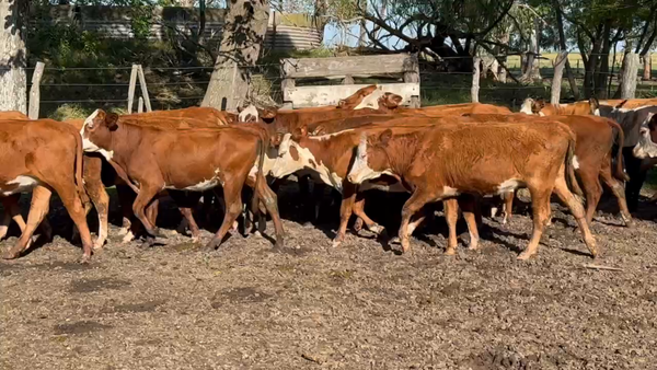 Lote 60 Terneras en Gdor. Mansilla, Entre Ríos