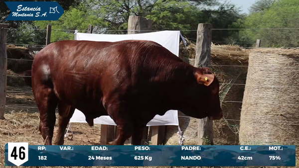 Lote LOTE 46
